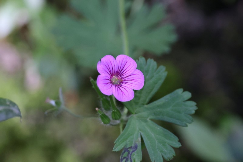 Geranium polyanthes photo 2