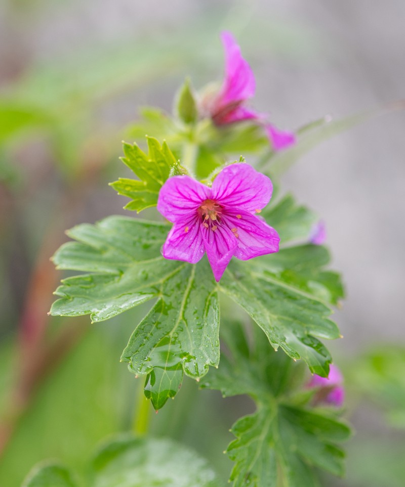 Geranium polyanthes photo 3