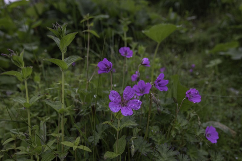 Geranium polyanthes photo 4