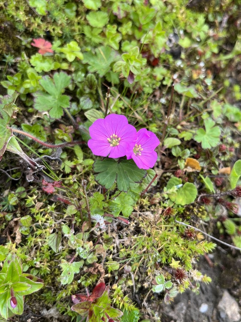 Geranium polyanthes photo 5