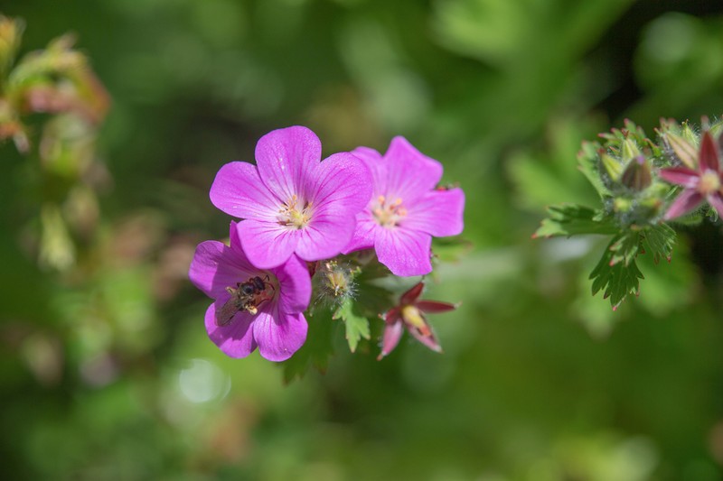 Geranium polyanthes photo 6
