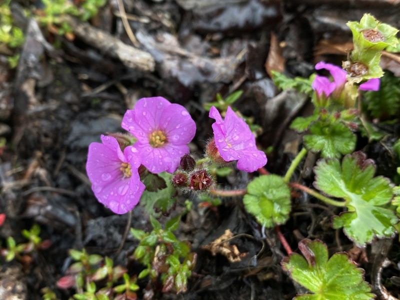 Geranium polyanthes photo 7