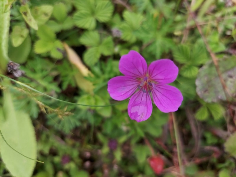 Geranium polyanthes photo 8