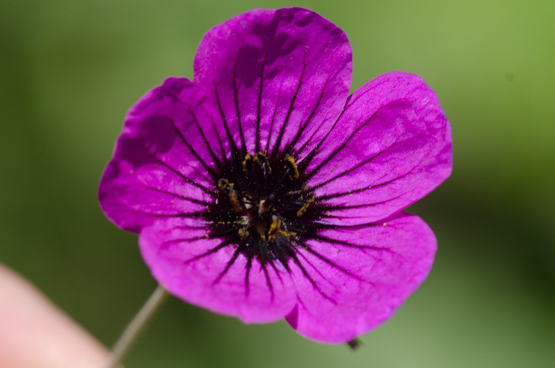 Geranium ponticum