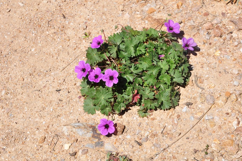 Geranium ponticum photo 4