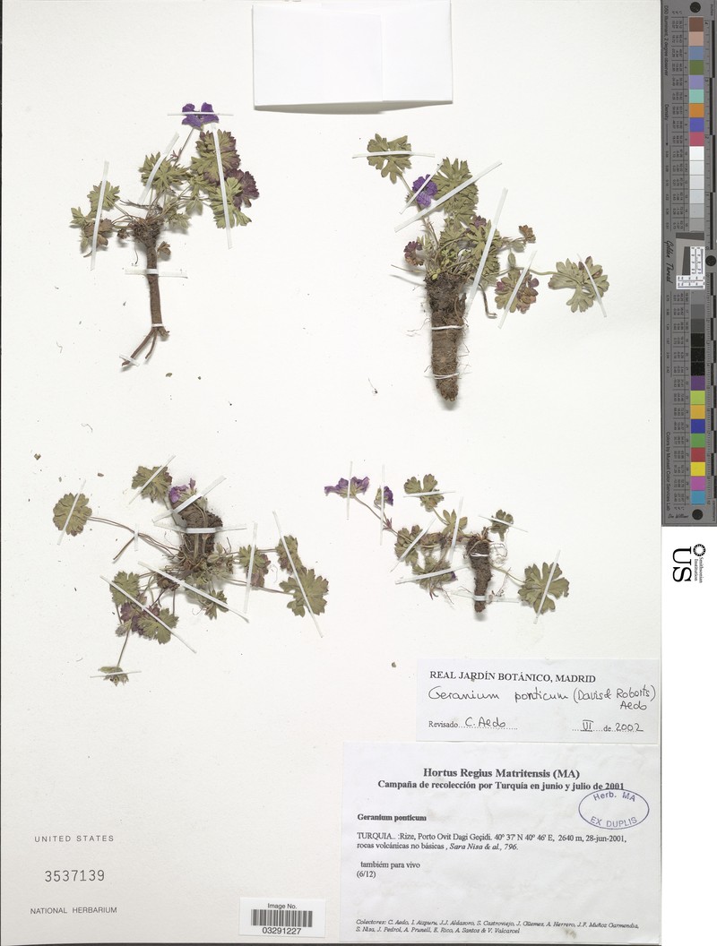Geranium ponticum photo 5