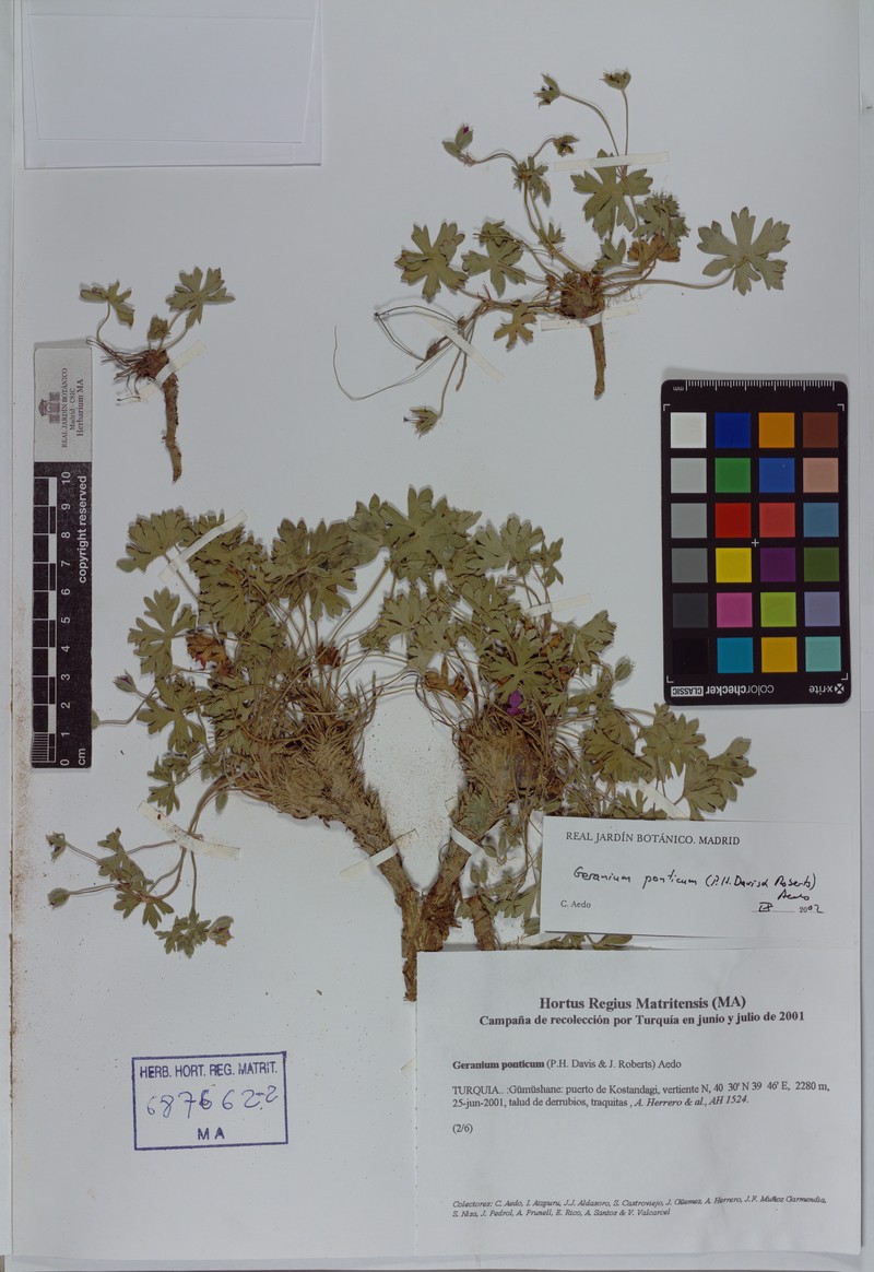 Geranium ponticum photo 6