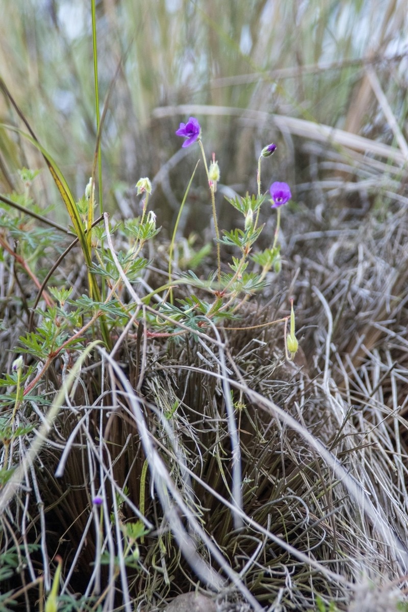Geranium potentillifolium photo 2