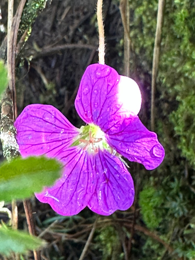 Geranium potentillifolium photo 3