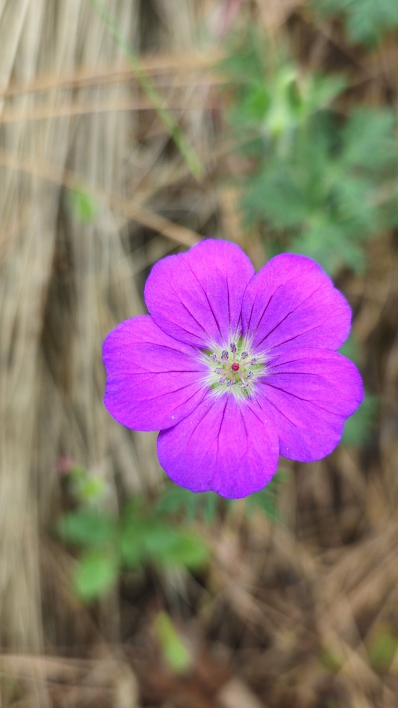 Geranium potentillifolium photo 4