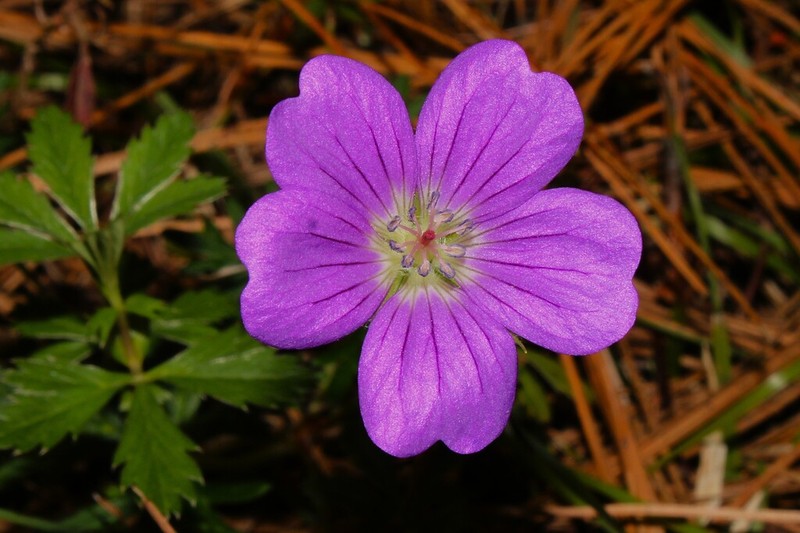 Geranium potentillifolium photo 5