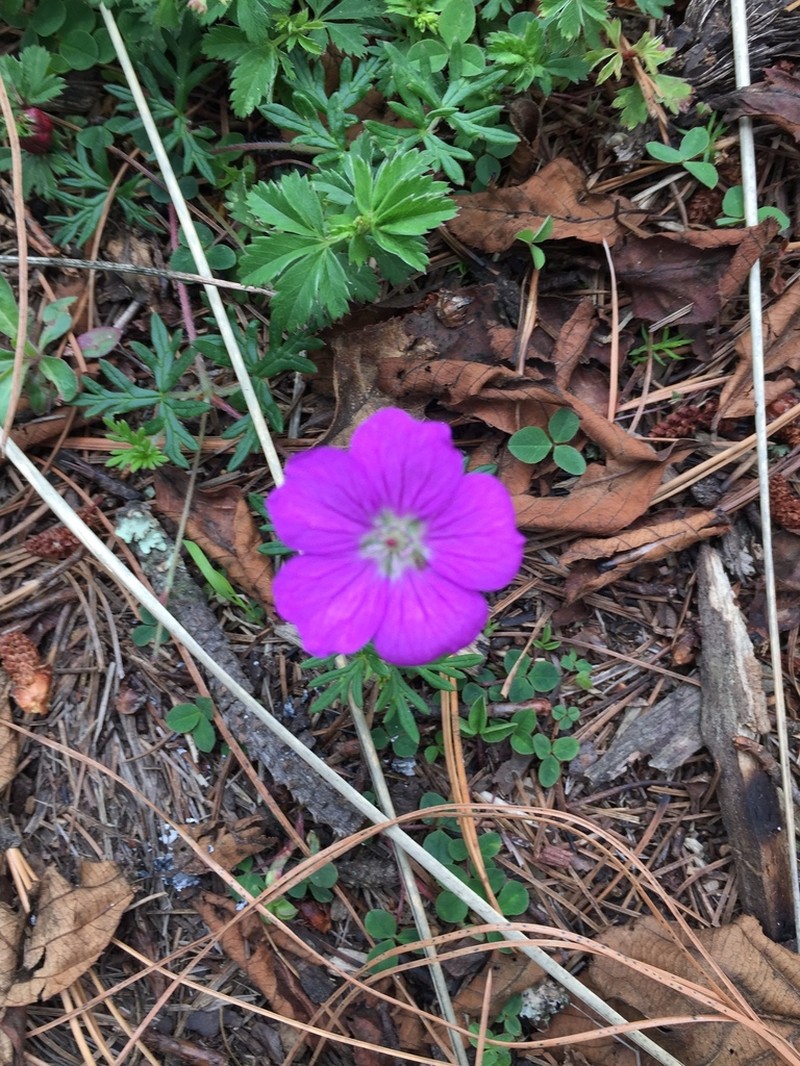 Geranium potentillifolium photo 6
