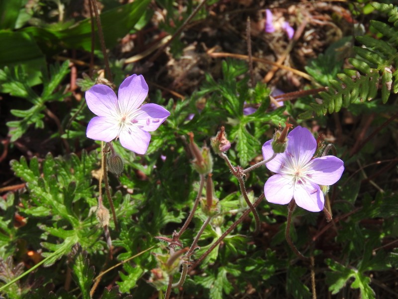 Geranium potentillifolium photo 7