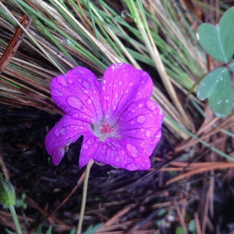 Geranium potentillifolium photo 8