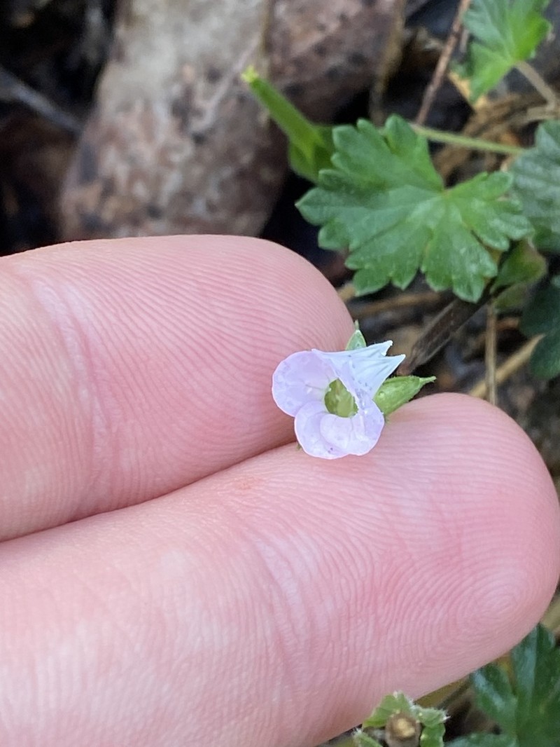 Cinquefoil Geranium photo 4