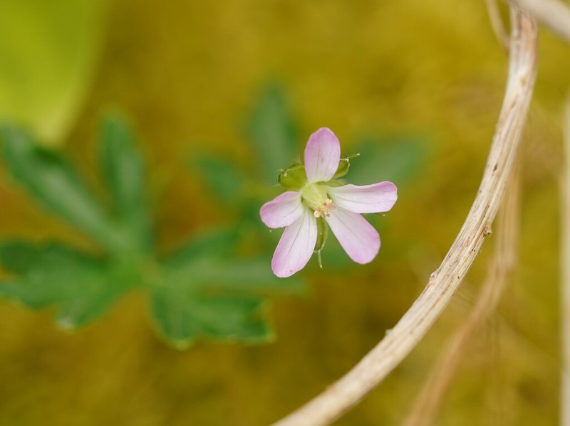 Cinquefoil Geranium photo 5