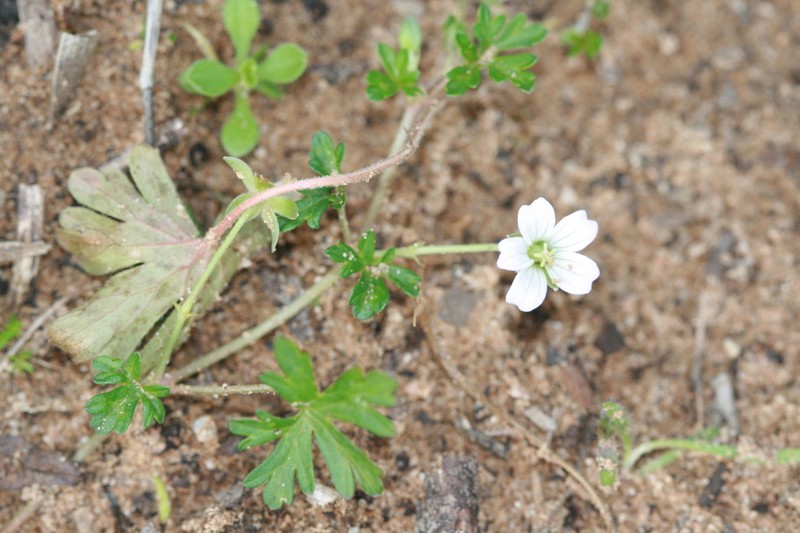 Cinquefoil Geranium photo 6