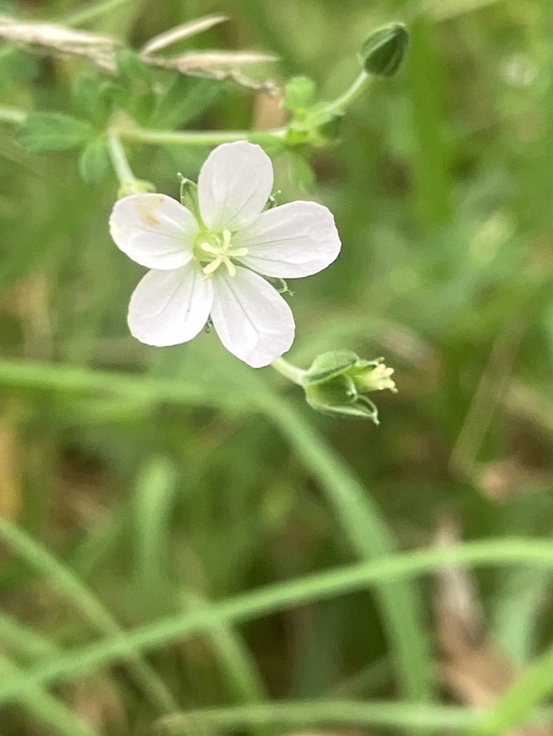 Cinquefoil Geranium photo 7