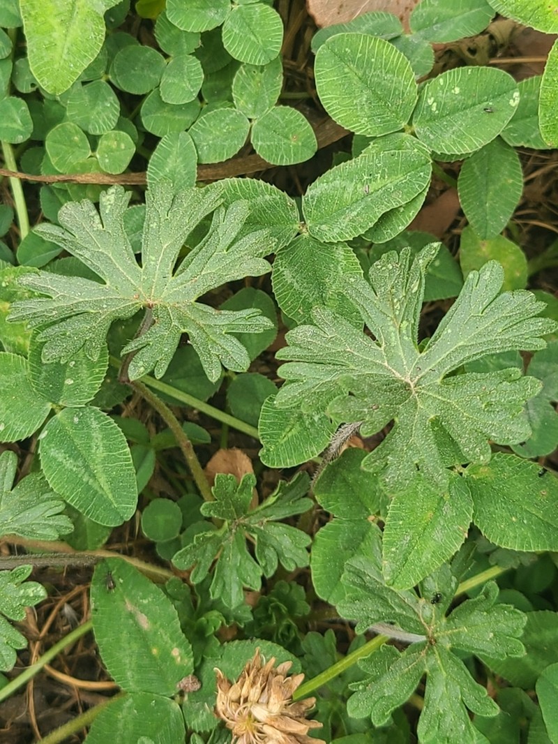 Cinquefoil Geranium photo 8