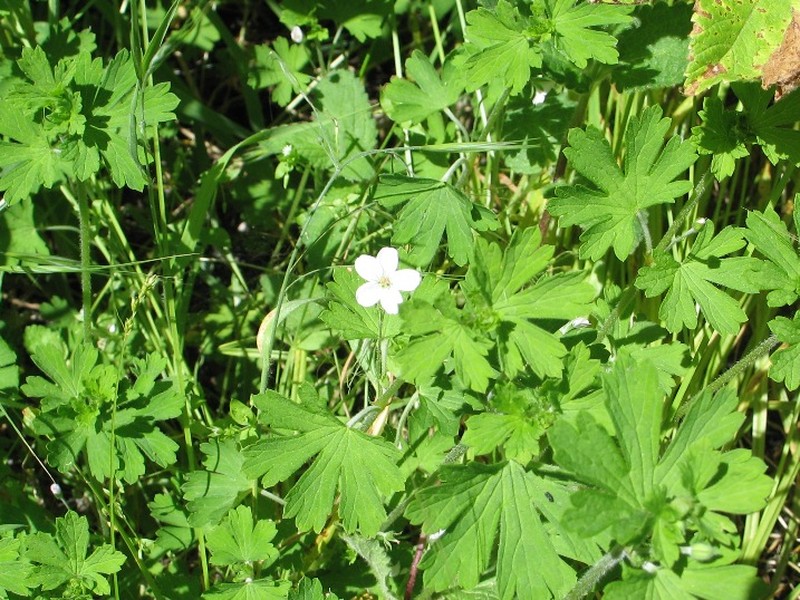 Cinquefoil Geranium
