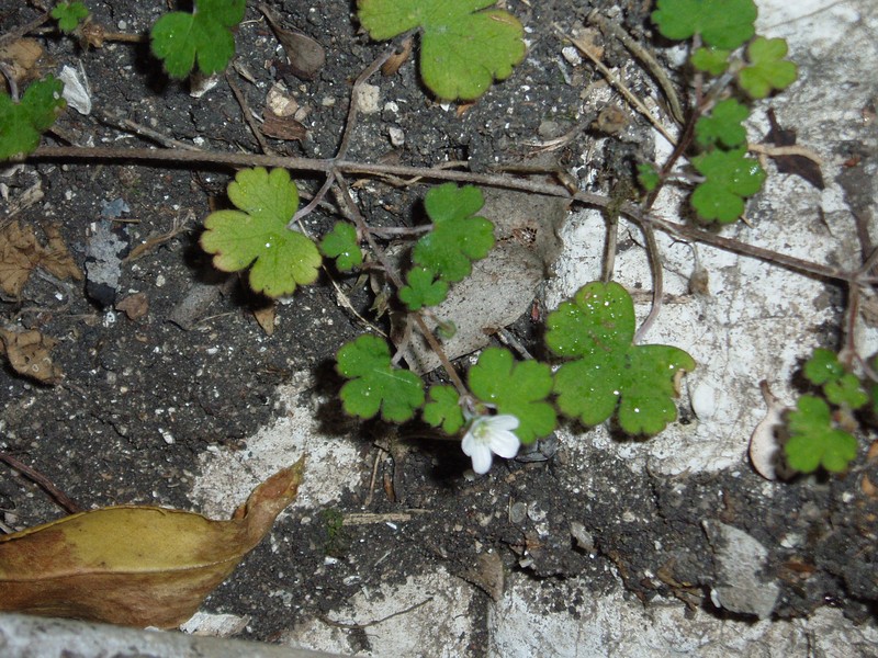 Cinquefoil Geranium photo 2