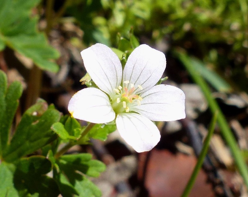 Cinquefoil Geranium photo 3