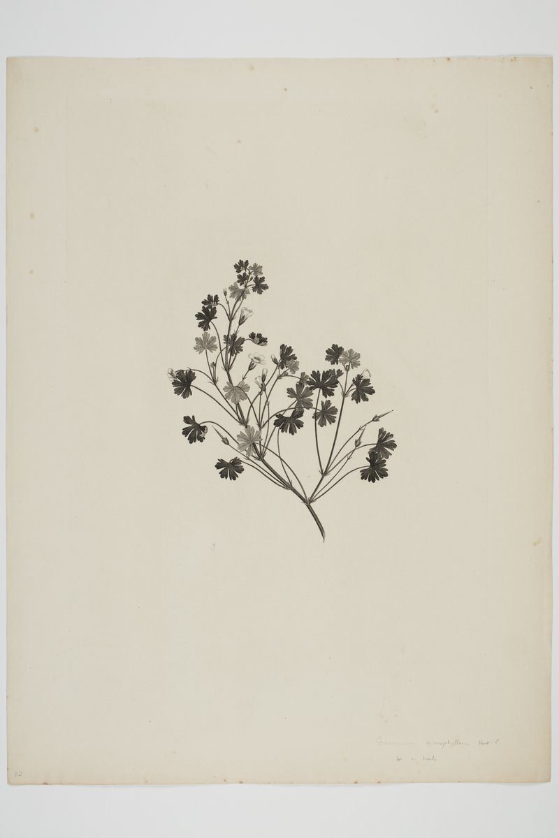 Cinquefoil Geranium photo 5