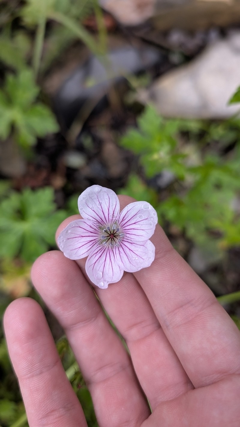Geranium potosinum