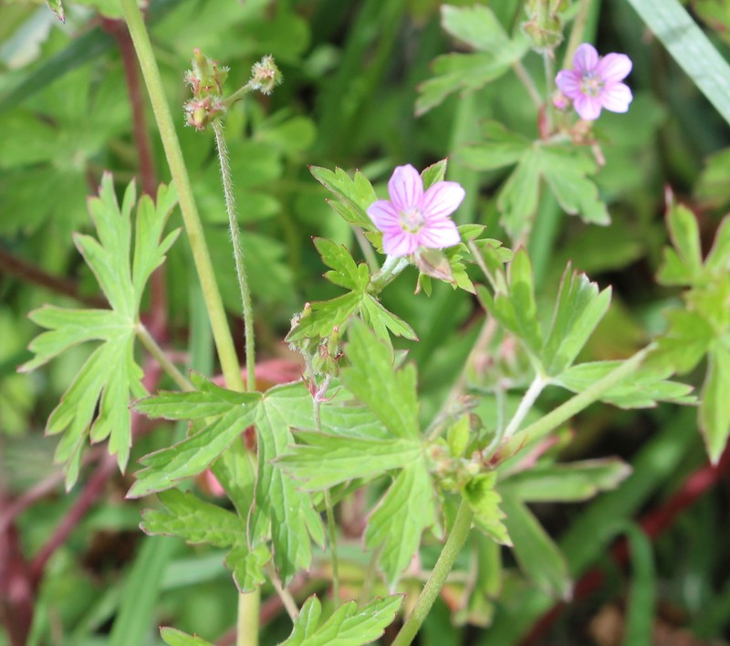 Geranium potosinum photo 3