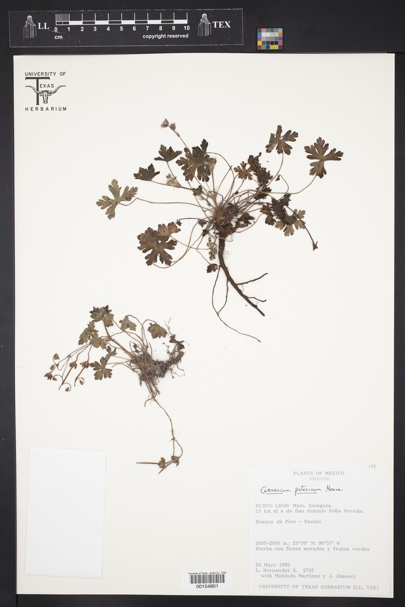 Geranium potosinum photo 4