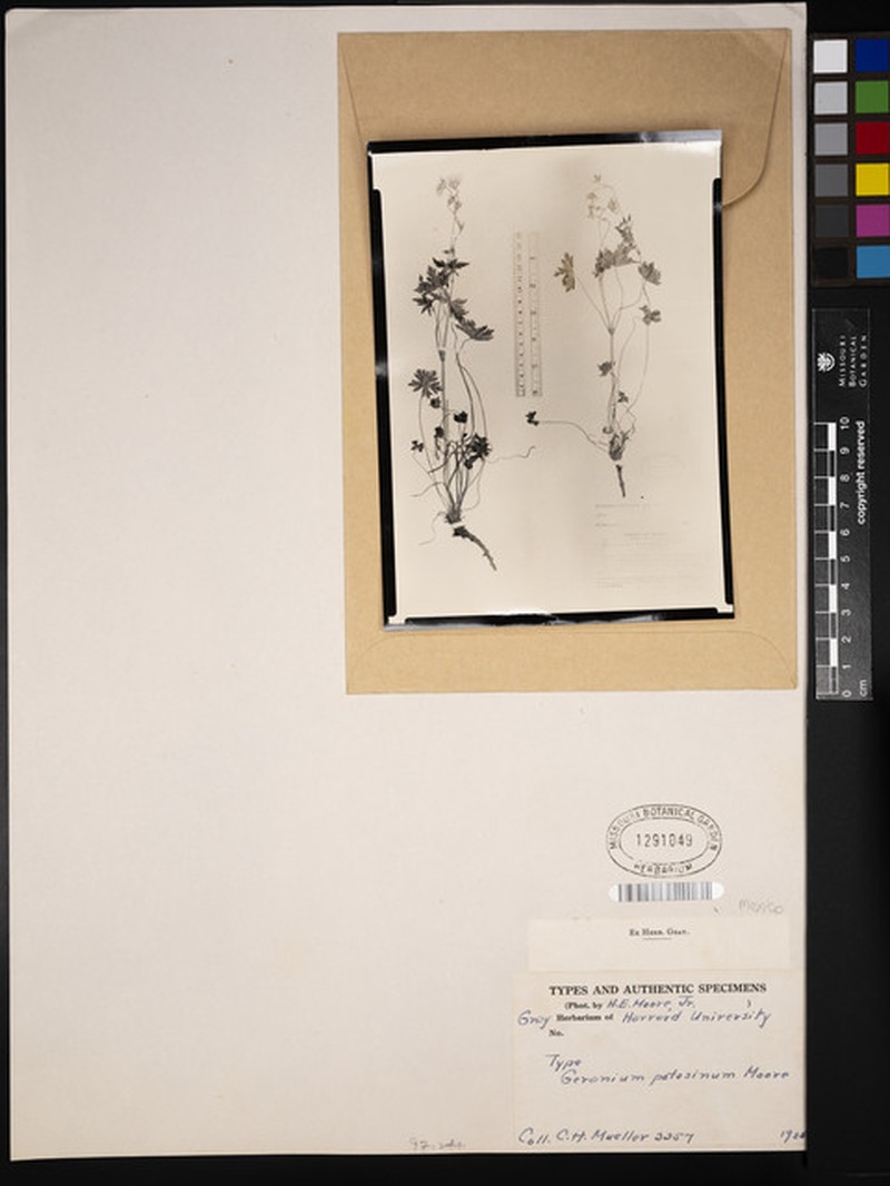 Geranium potosinum photo 5