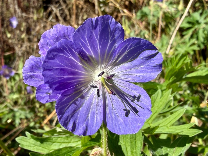 Meadow Geranium photo 4