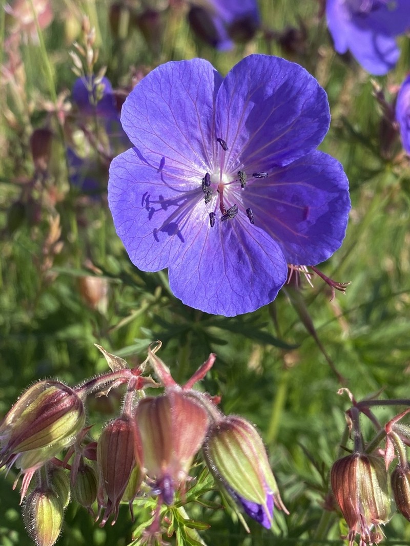 Meadow Geranium photo 5