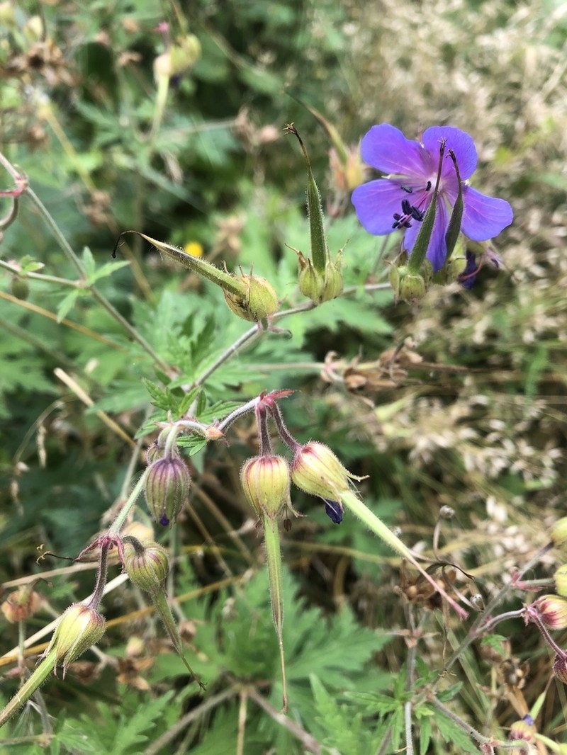 Meadow Geranium photo 6