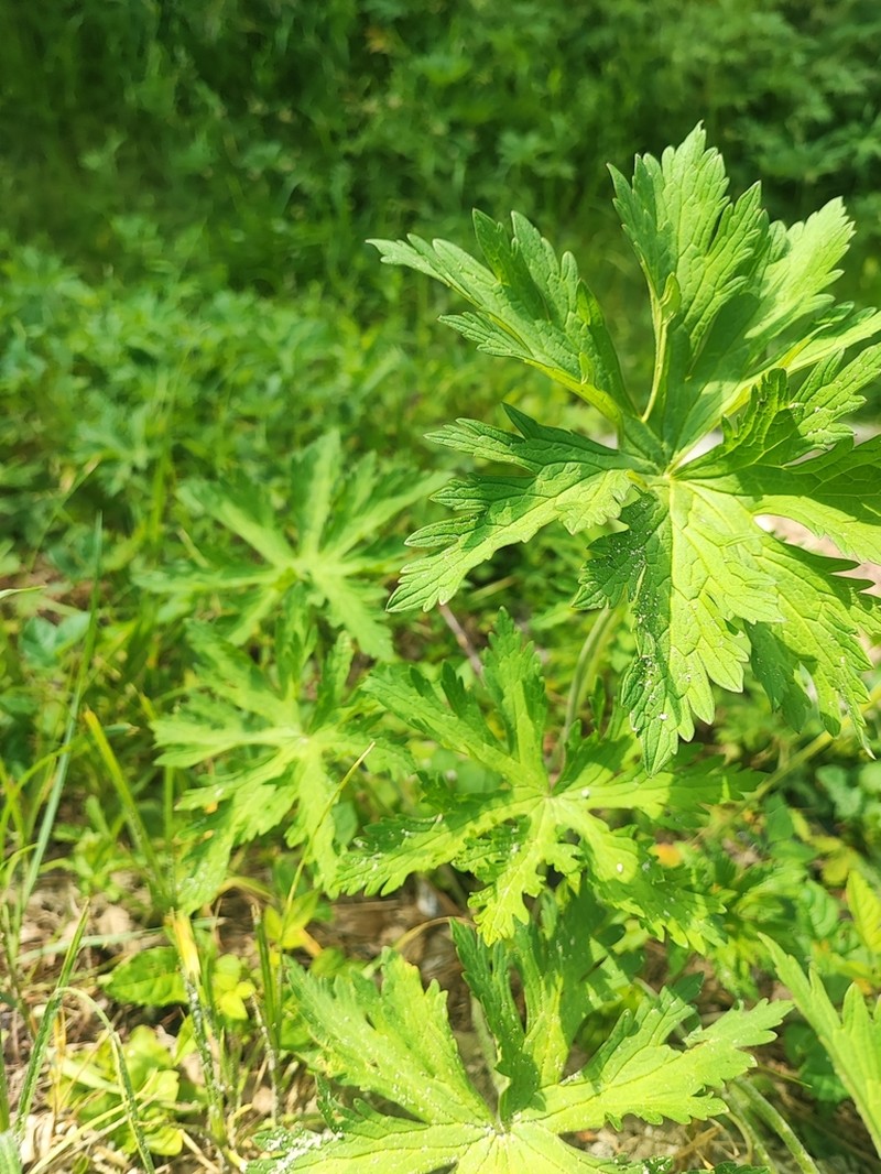 Meadow Geranium photo 7