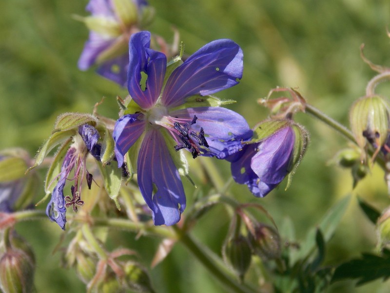 Meadow Geranium photo 8