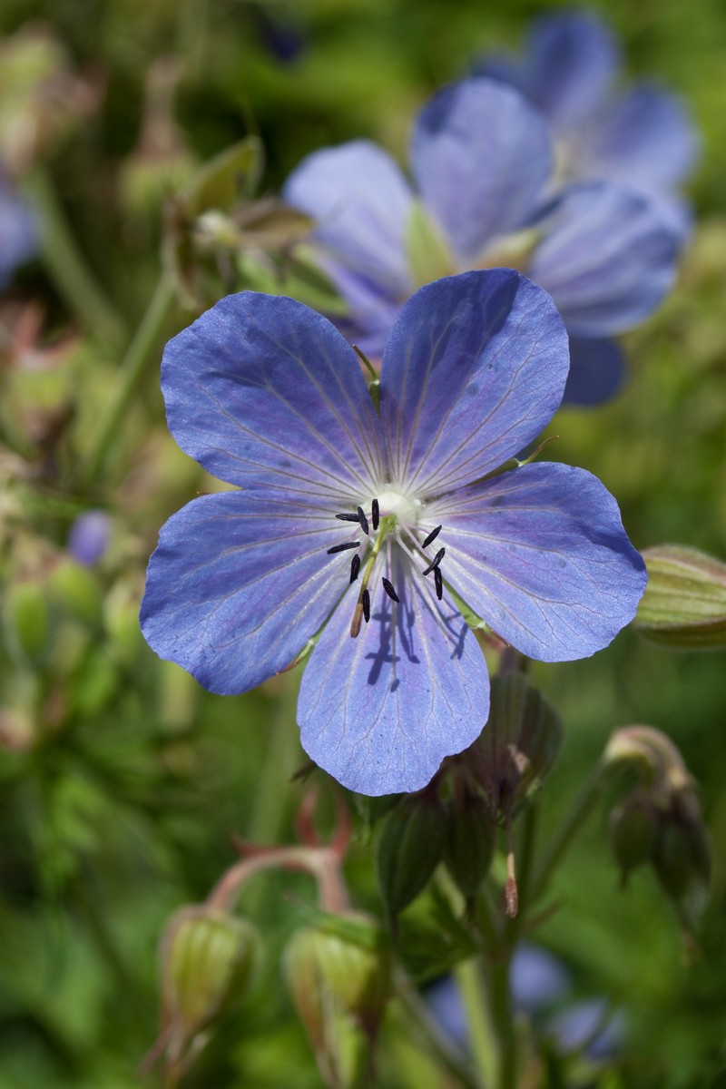 Meadow Geranium photo 5