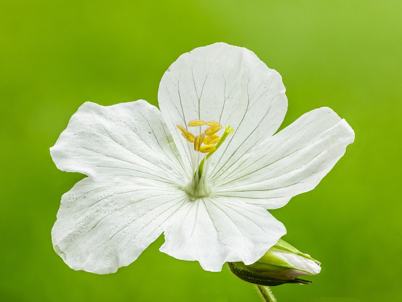 Meadow Geranium photo 2