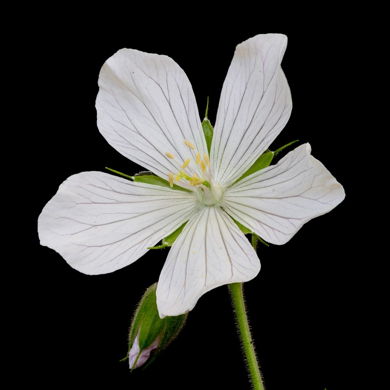 Meadow Geranium photo 3