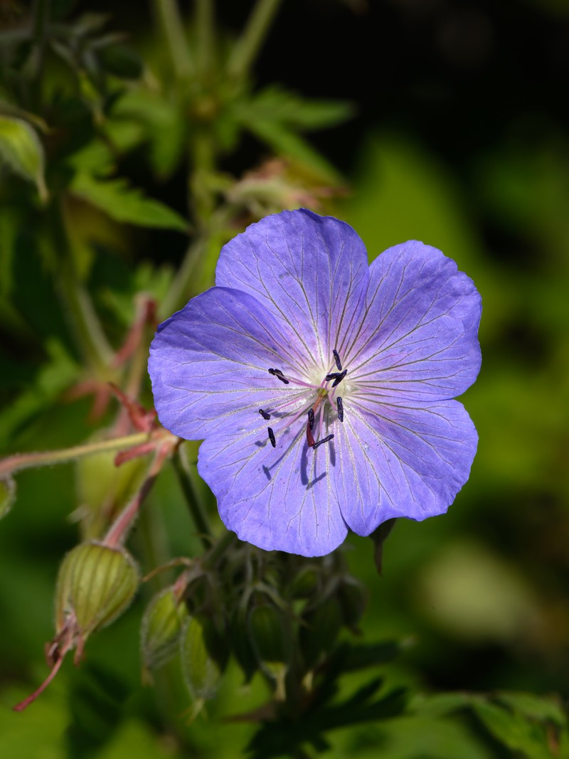 Meadow Geranium photo 4