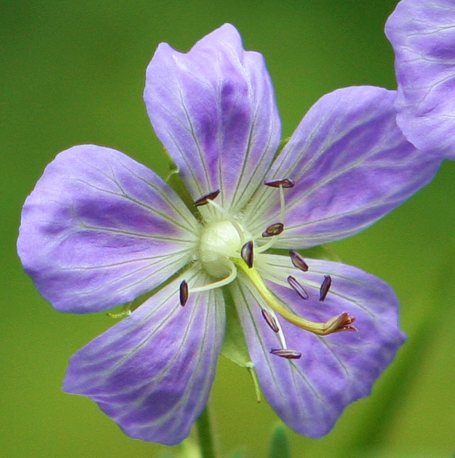 Meadow Geranium photo 6