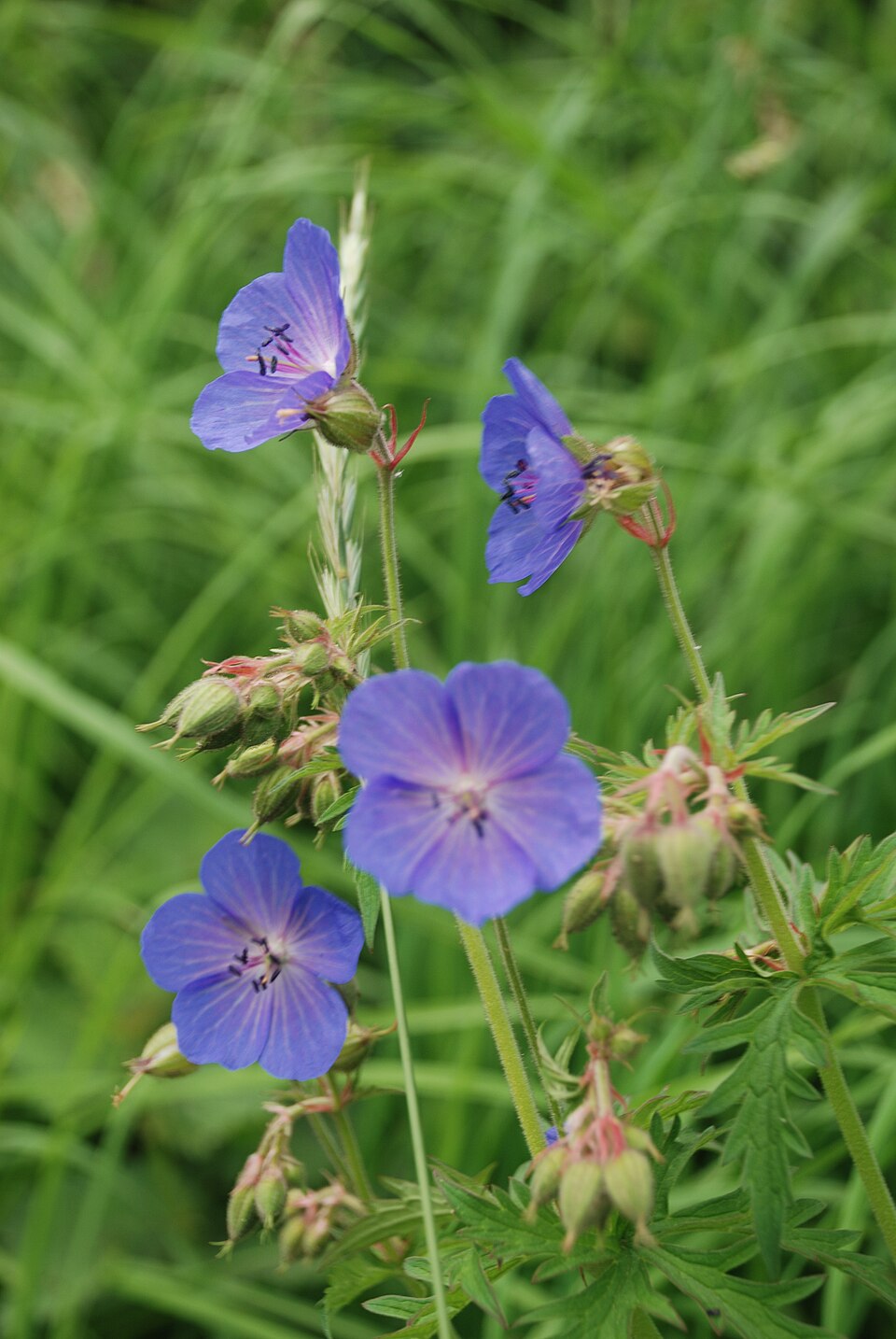 Meadow Geranium