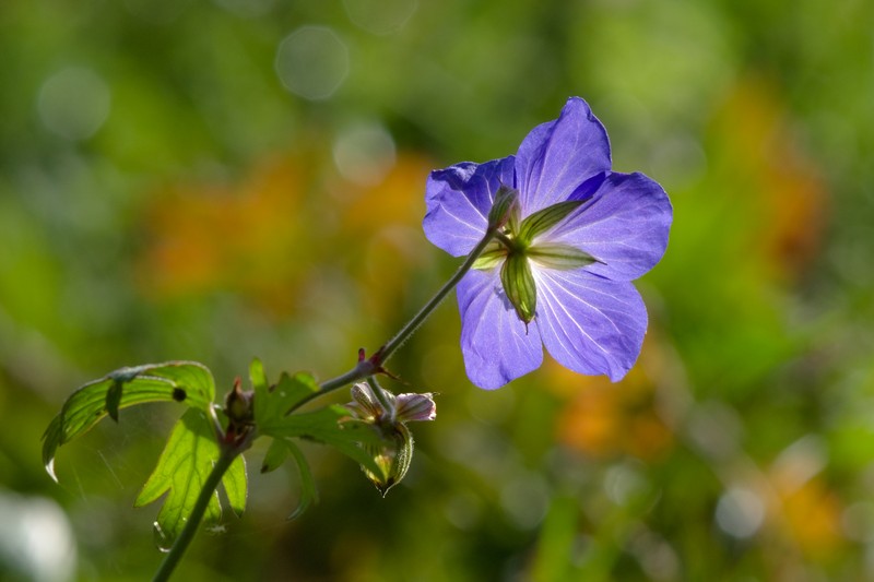Meadow Geranium photo 8