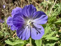 Meadow Geranium