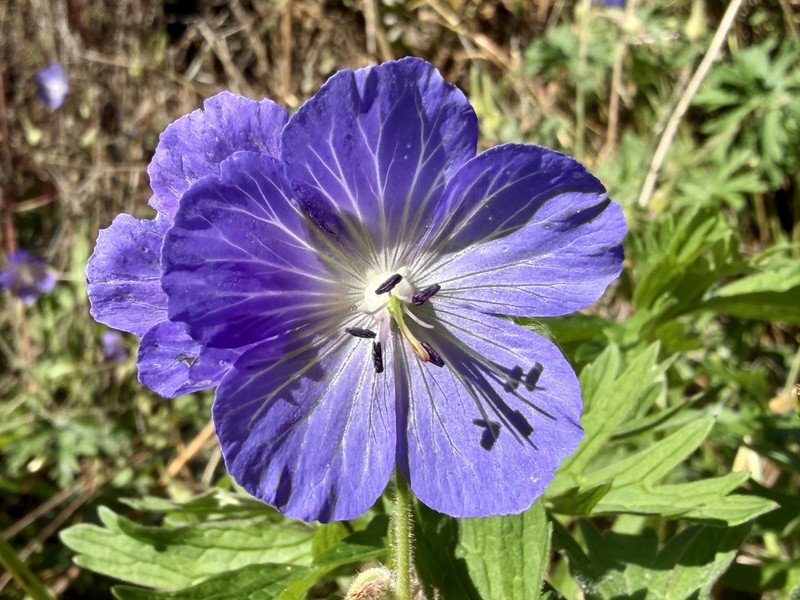 Meadow Geranium photo 9