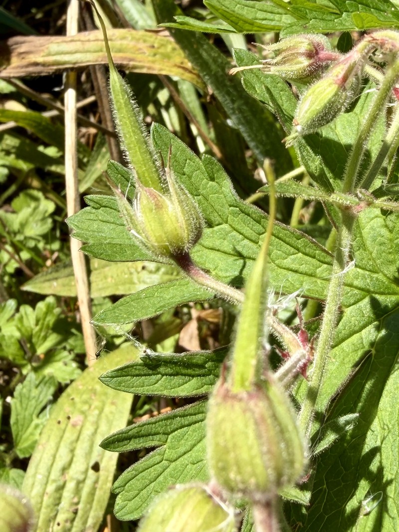 Meadow Geranium photo 10