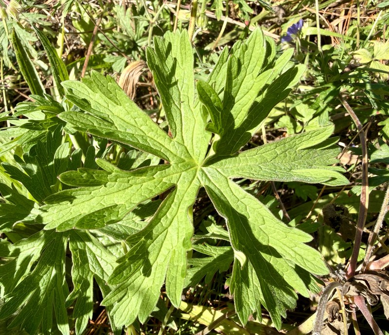 Meadow Geranium photo 11