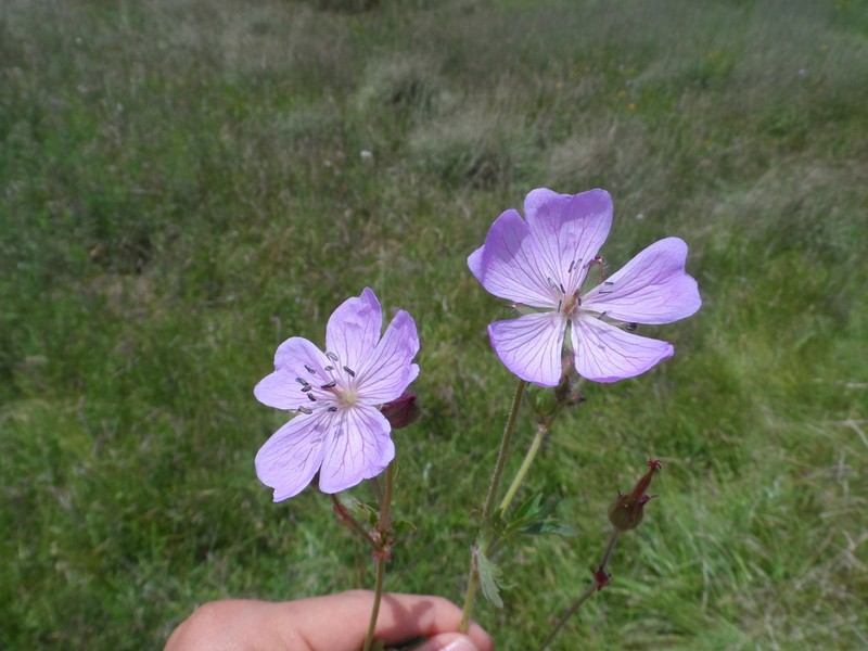 Geranium pringlei