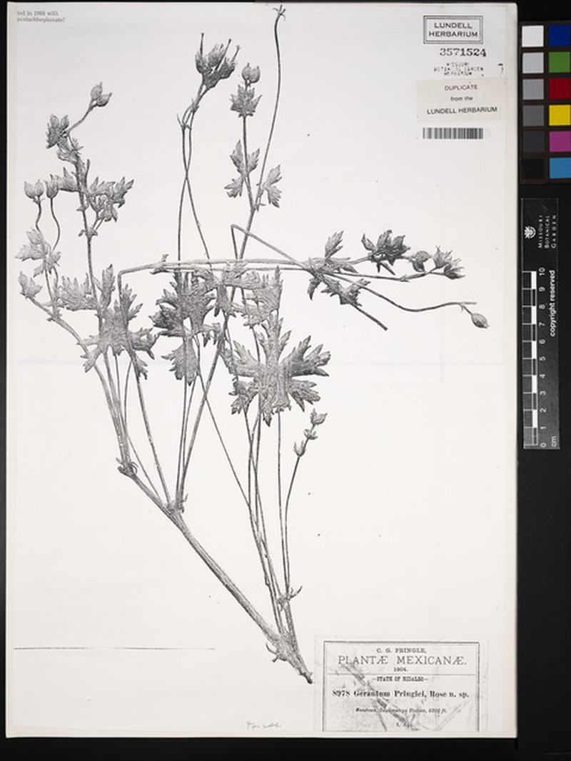 Geranium pringlei photo 3