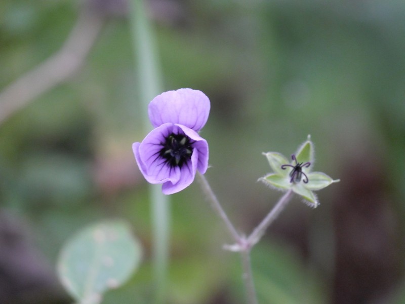 Geranium procurrens